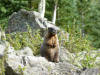 Yellow-bellied marmot